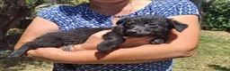 Meticcio cani in regalo: MOKA 🩷 la dolcezza ha trovato il suo nome 😍 a Provincia di Biella - Annuncio 4