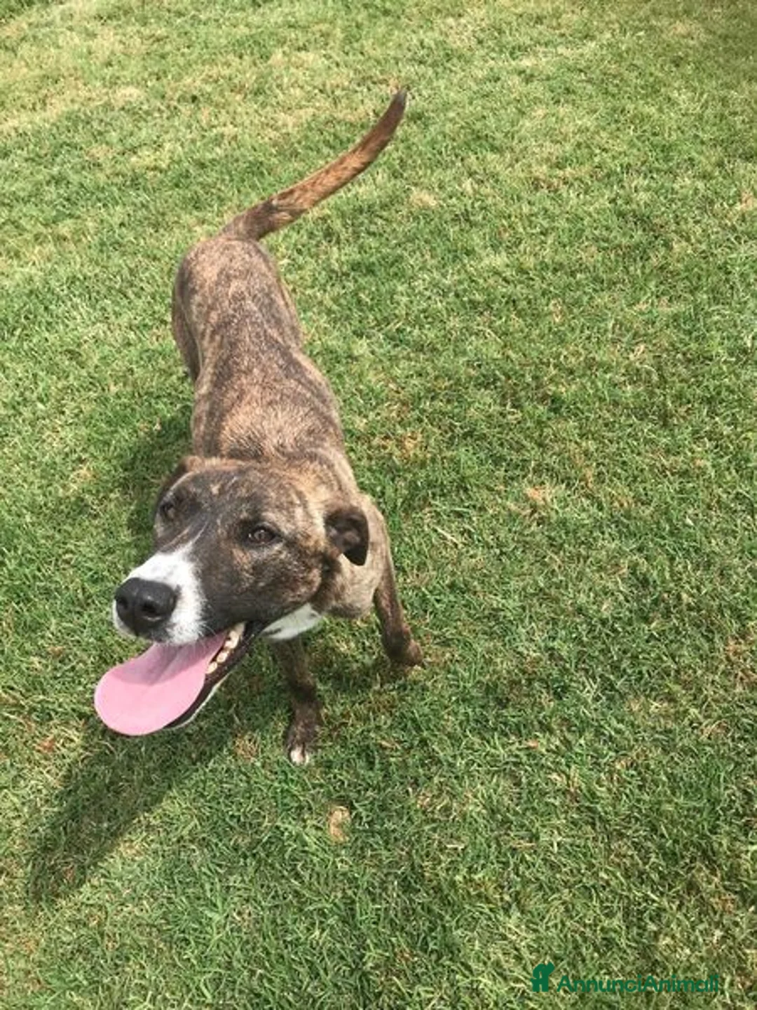 Meticcio cani in regalo: ZOOM, la cagnolina più simpatica del canile - Annuncio 3