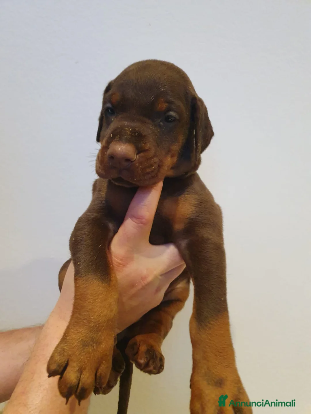 Dobermann cani in vendita: Cuccioli di Dobermann - Annuncio 23