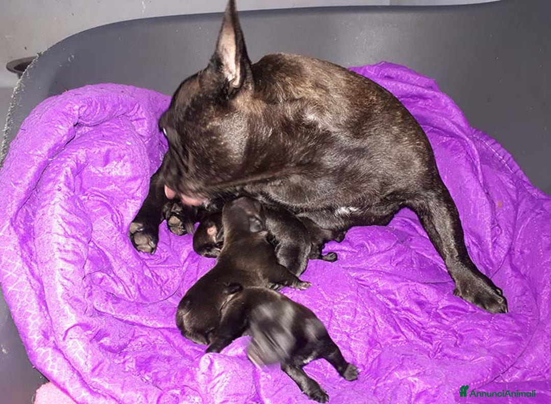 Bulldog Francese cani in vendita: cuccioli di bouledogue francese - Annuncio 7