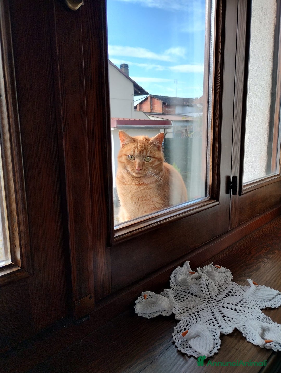 Altre razze gatti in regalo: Regalo gattini a Chivasso - Annuncio 1