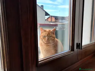 Altre razze gatti Regalo gattini a Chivasso - Annuncio 6