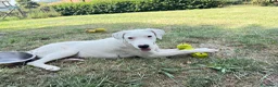 Meticcio cani in regalo: Alice a Provincia di Pordenone - Annuncio 2