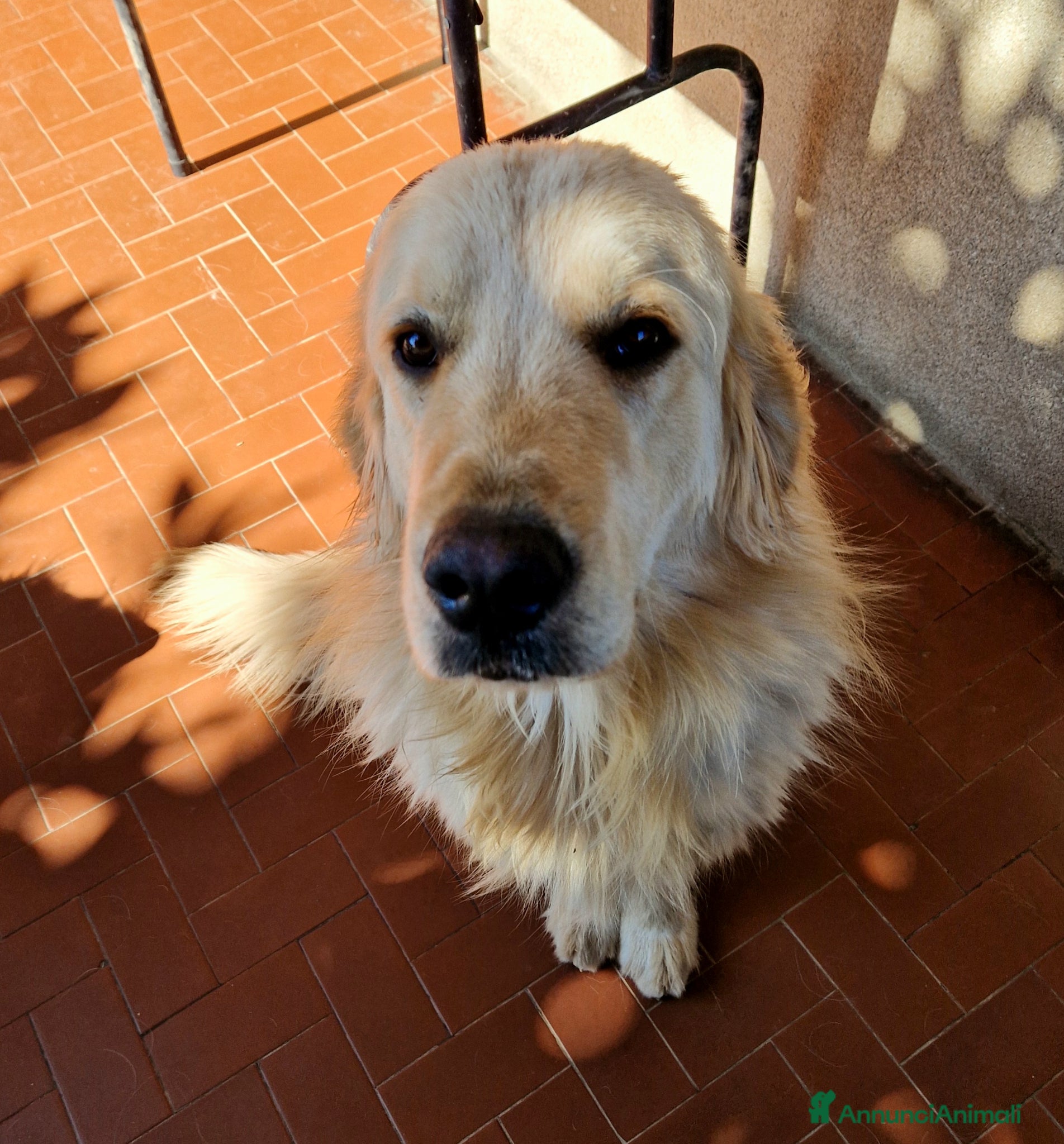 Golden Retriever cani Golden Retriever  - Annuncio 2