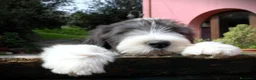 Bearded Collie cani in vendita: Bearded Collie cuccioli  - Annuncio 6