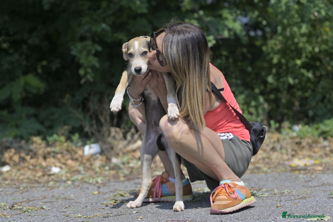 Altre razze cani in regalo: RIF 3SeRIF, 3 MESI (01/04/25) a Provincia di Bergamo - Immagine 5