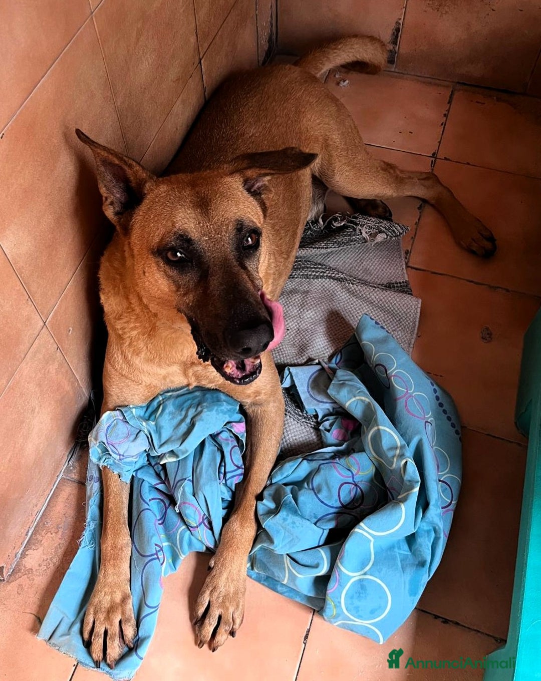 Meticcio cani in regalo: ARGO LUPETTO - Annuncio 4