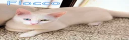 Europeo gatti in regalo: FIOCCO DOLCISSIMO GATTINO RINUNCIA DI PROPRIETA’ - Annuncio 1
