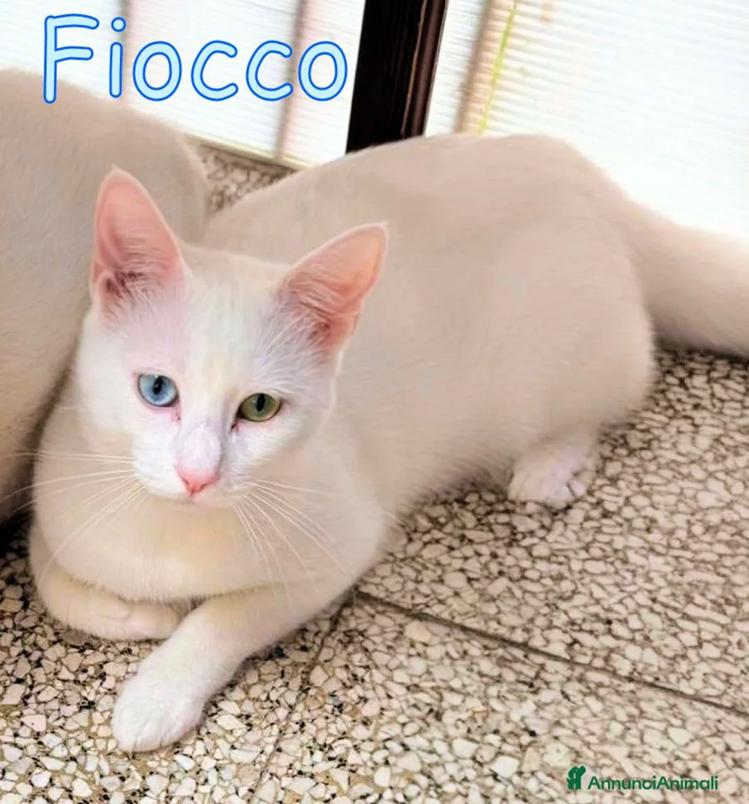 Europeo gatti in regalo: FIOCCO DOLCISSIMO GATTINO RINUNCIA DI PROPRIETA’ - Annuncio 1
