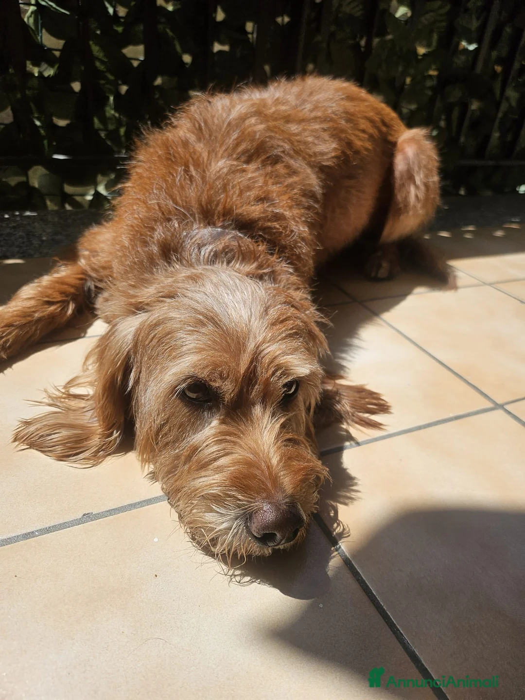 Meticcio cani in regalo: Lady cerca una nuova famiglia  - Annuncio 2