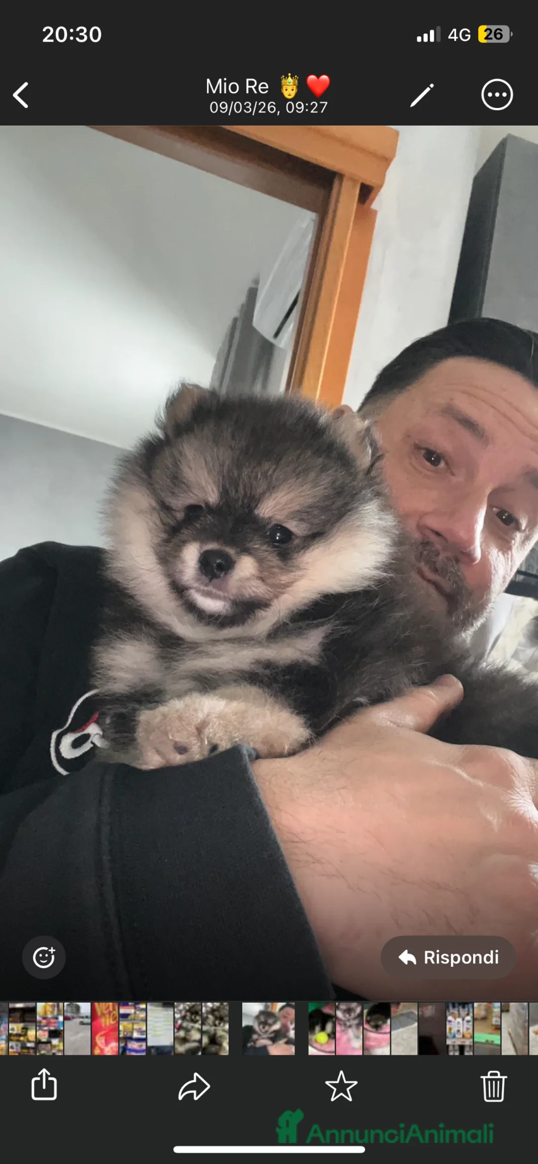 Spitz cani in vendita: Spitz Pomerania  - Annuncio 3