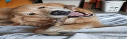 Golden Retriever cani per accoppiamento: Sebastian - Annuncio 3