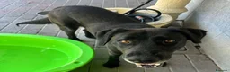 Meticcio cani in regalo: ELIJA LABRADOR - Annuncio 11
