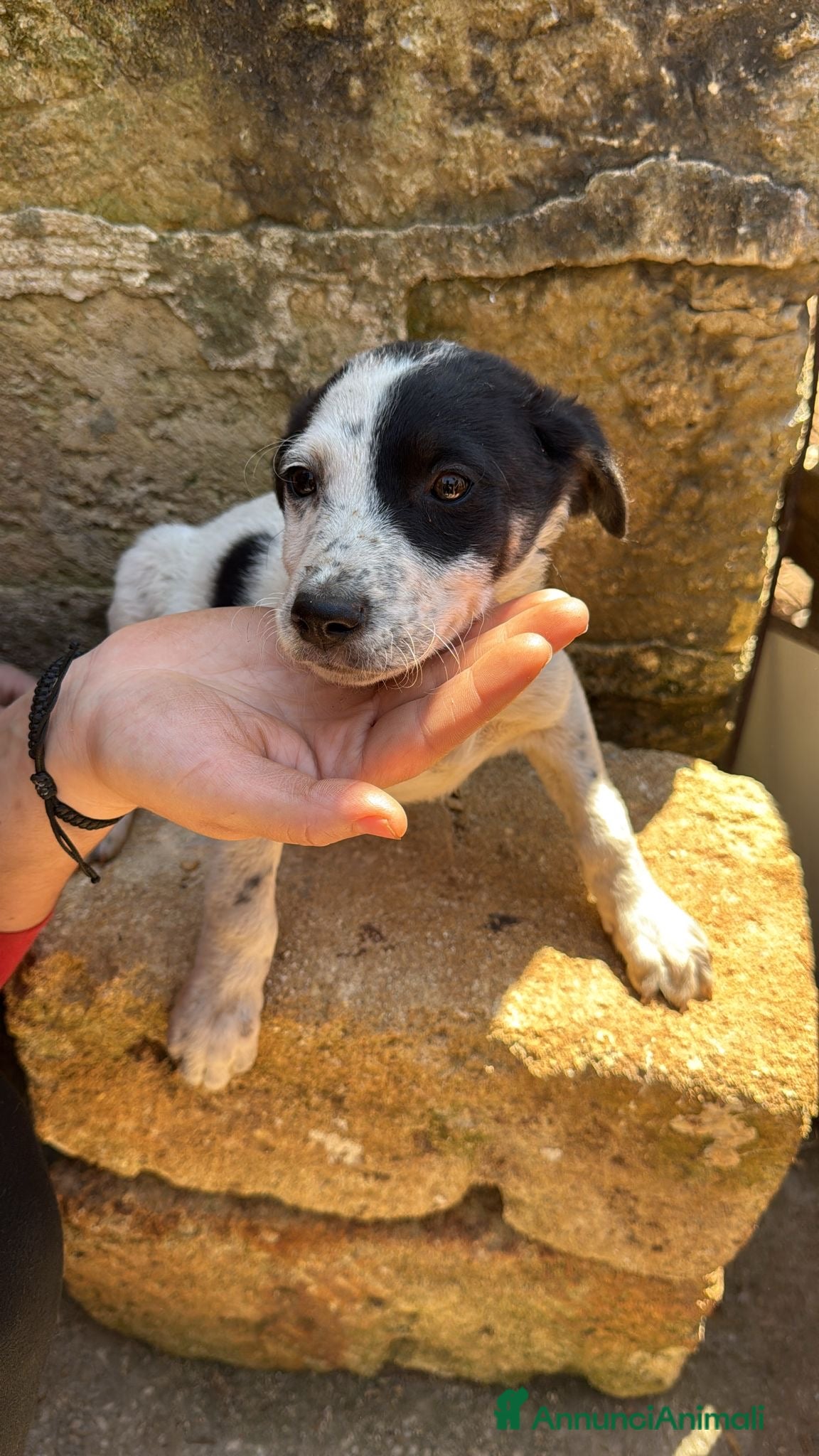 Meticcio cani Cuccioli cercano casa - Annuncio 6