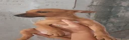 Meticcio cani in regalo: Pippo e Tara taglie piccole cercano casa - Annuncio 11