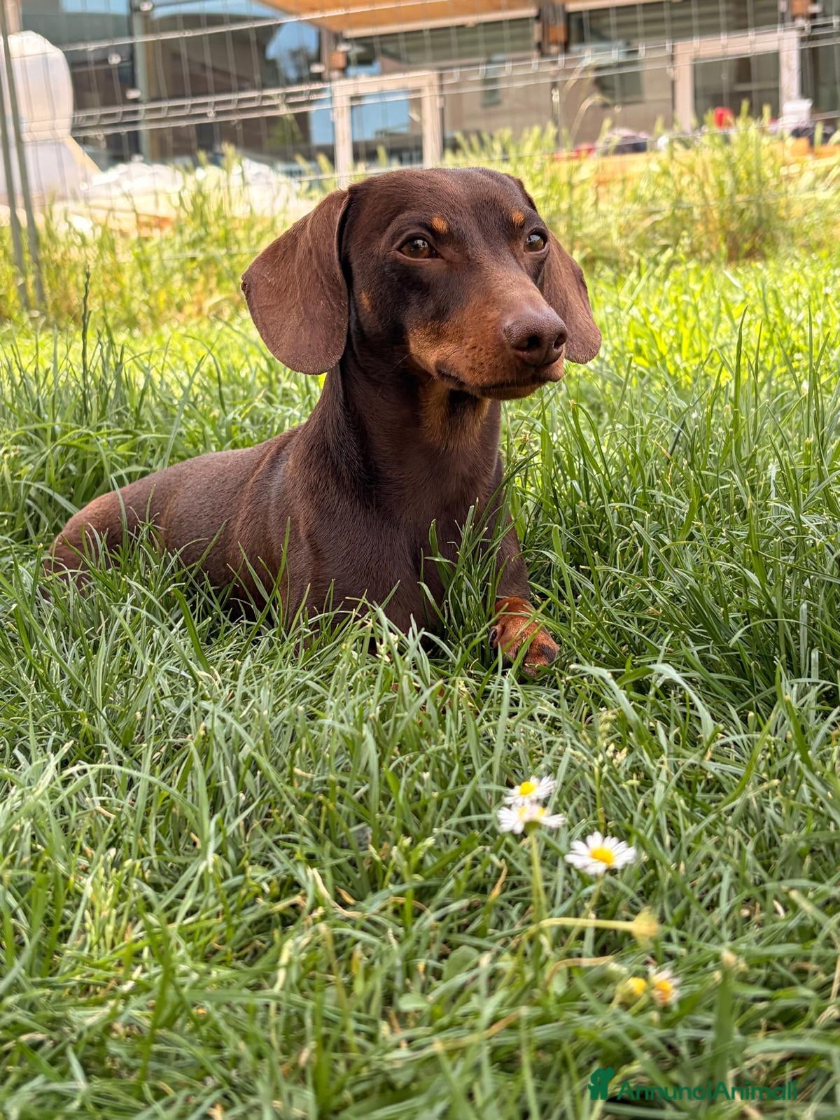 Bassotto cani BASSOTTO per MONTA - Annuncio 1