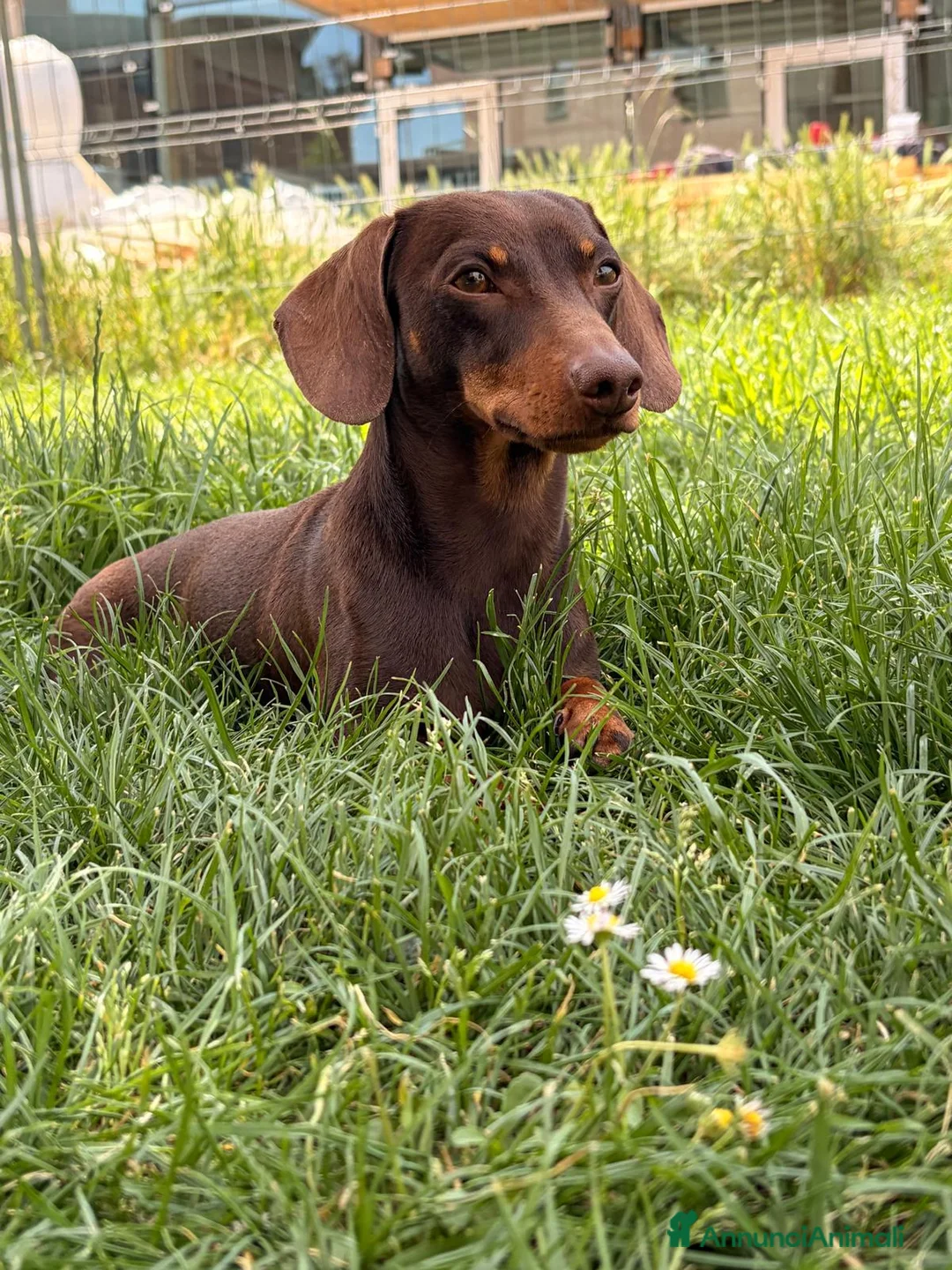 Bassotto cani per accoppiamento: BASSOTTO per MONTA - Annuncio 1