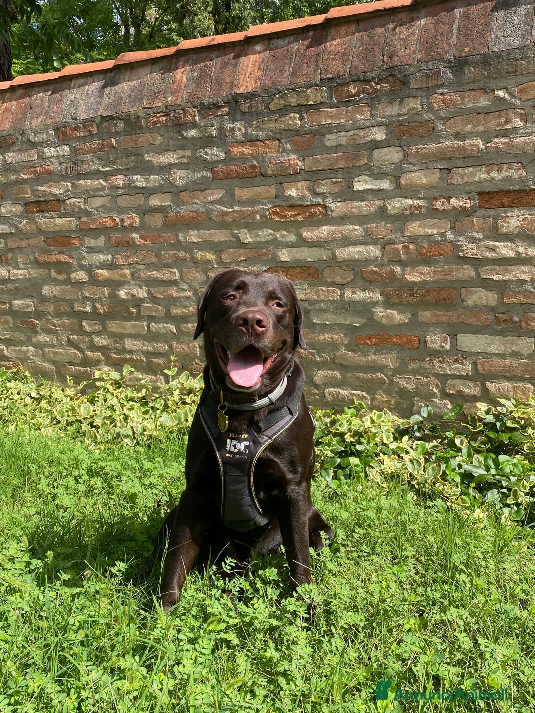 Labrador cani per accoppiamento: Cerco fidanzata Choco🤎 a Città metropolitana di Roma Capitale - Annuncio 6