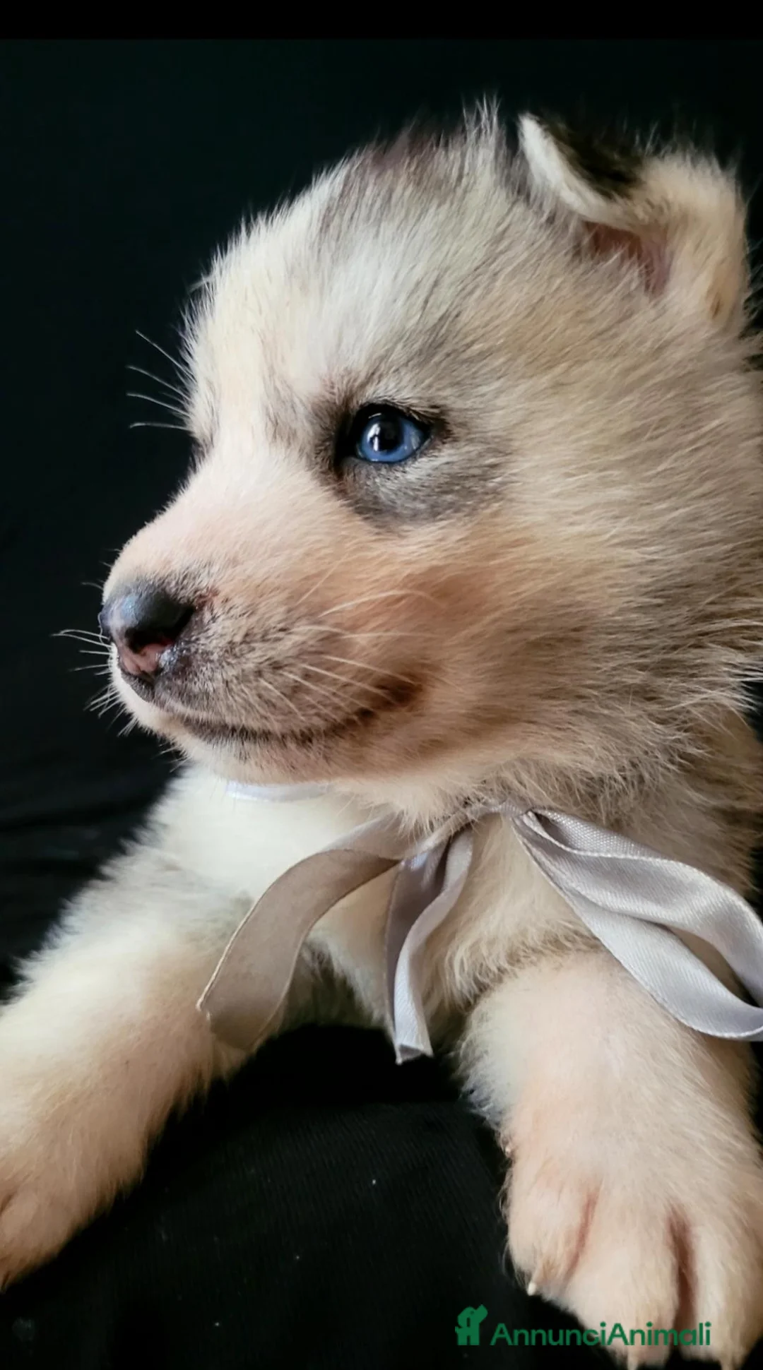 Husky cani in vendita: SIBERIAN HUSKY CUCCIOLATA CON PEDIGREE  - Annuncio 2