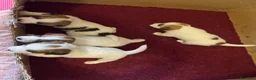 Jack Russell cani in vendita: Cuccioli Jack Russel Terrier Alta genealogia  - Annuncio 7