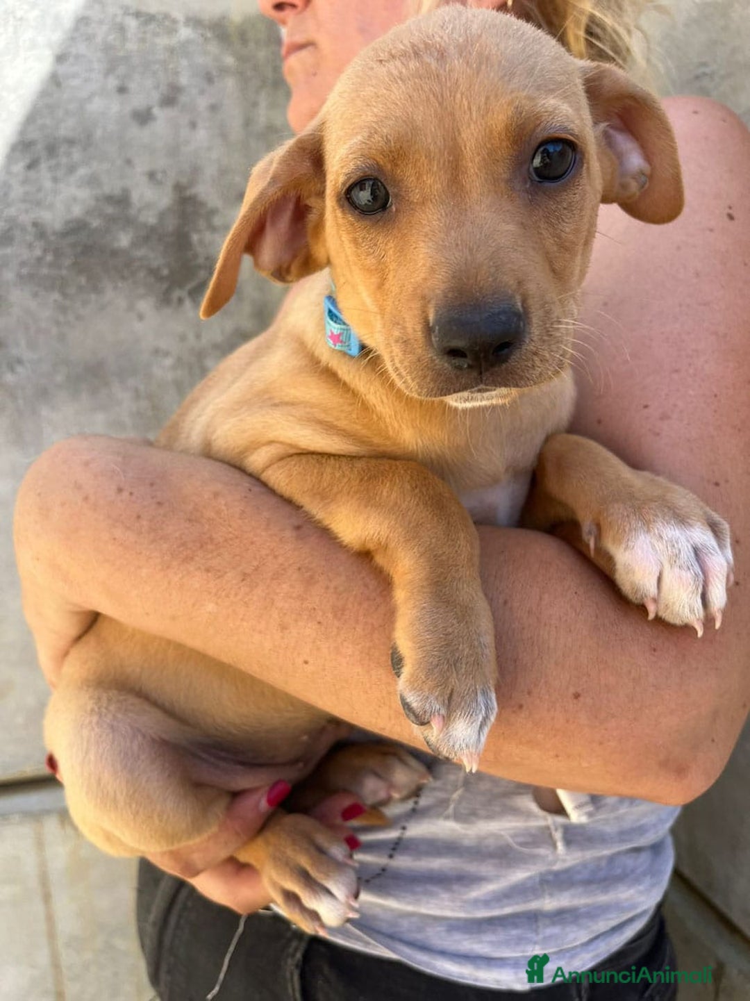 Meticcio cani in regalo: Argo, Peter & Rudy, 60 giorni a Provincia di Bergamo - Immagine 2