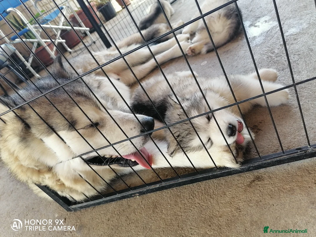 Alaskan Malamute cani in vendita: Cuccioli Alaskan Malamute  - Annuncio 2