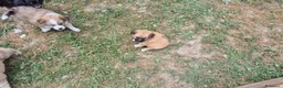 Meticcio cani in regalo: Regalo cuccioli - Annuncio 12