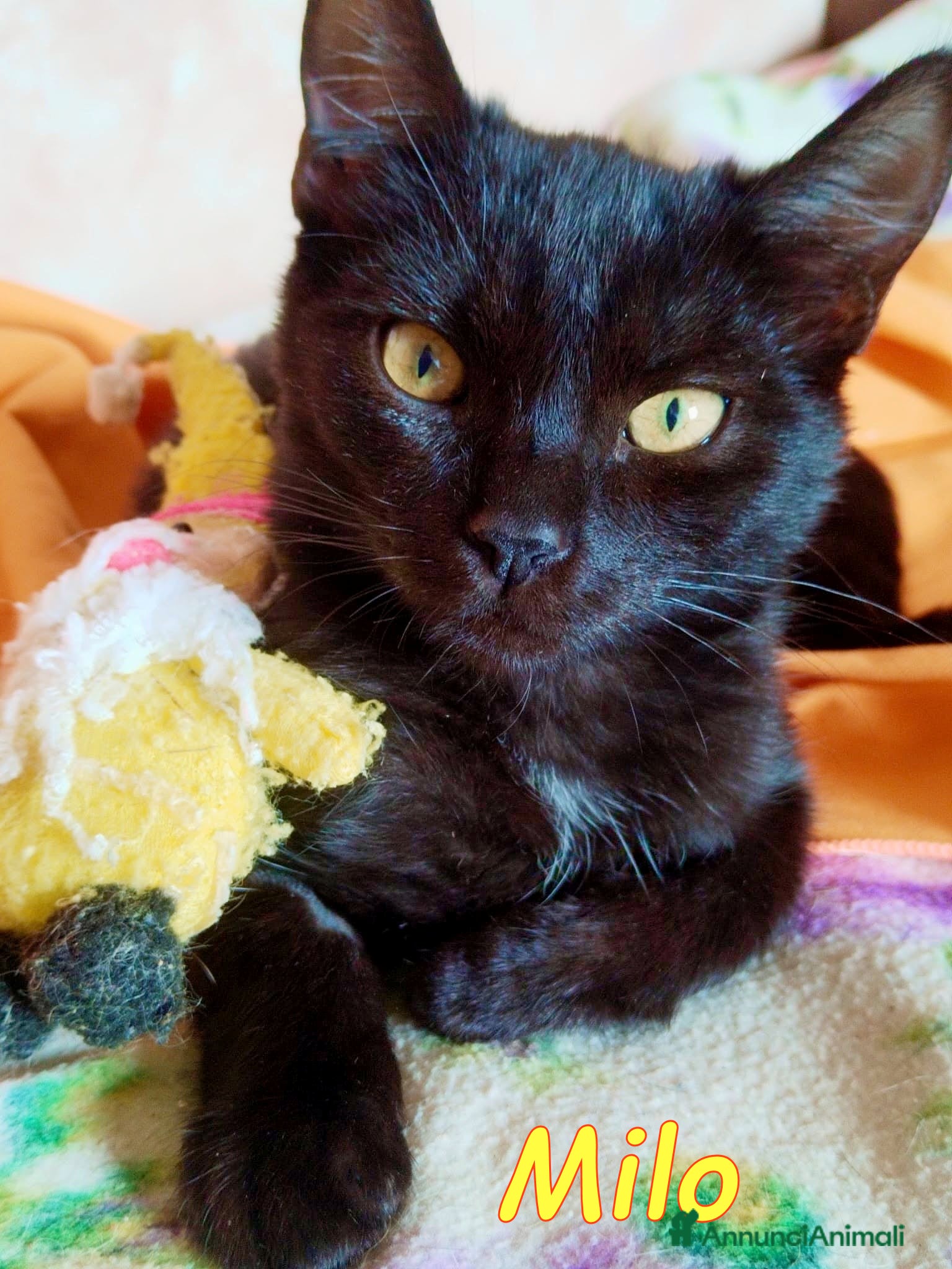 Europeo gatti MILO GATTINO BELLISSIMO - Annuncio 2