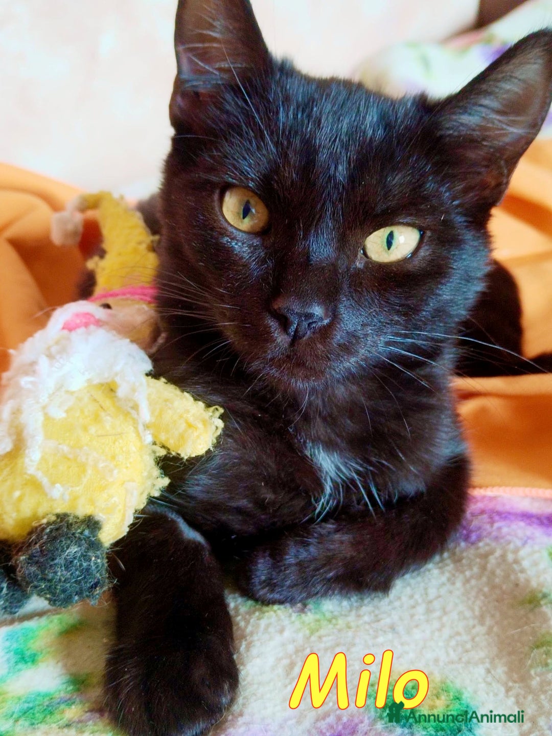 Europeo gatti in regalo: MILO GATTINO BELLISSIMO - Annuncio 2