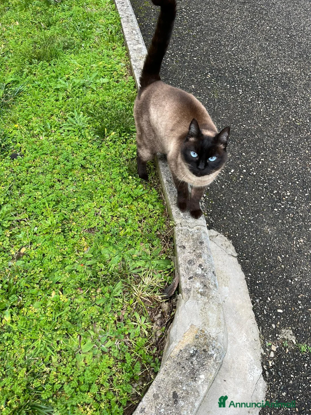 Siamese gatti in regalo: Gatta siamese in adozione - Annuncio 7