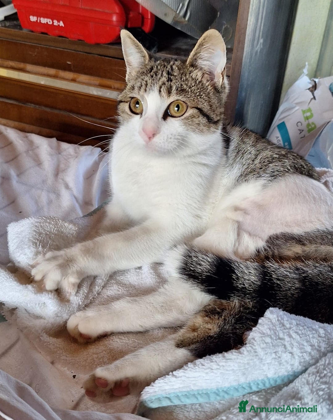 Europeo gatti in regalo: Emily, dolce come zucchero filato  a Città metropolitana di Milano - Annuncio 1