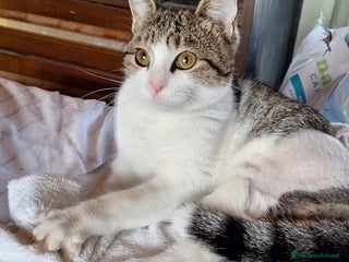 Europeo gatti Emily, dolce come zucchero filato a Città metropolitana di Milano - Annuncio 32