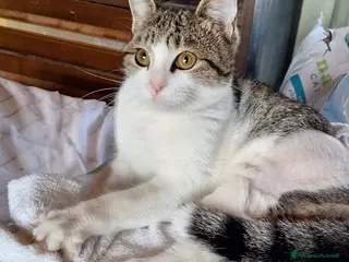 Europeo gatti Emily, dolce come zucchero filato a Città metropolitana di Milano - Annuncio 29