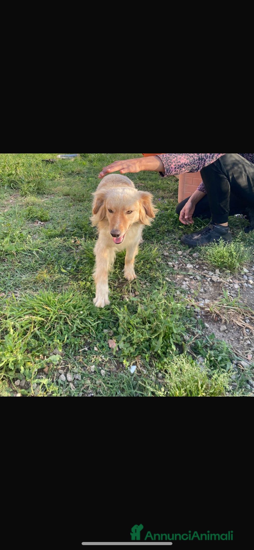 Meticcio cani in regalo: 3anni mMirto mix volpino 7/8kg SOS CASA SARDEGNA - Annuncio 2