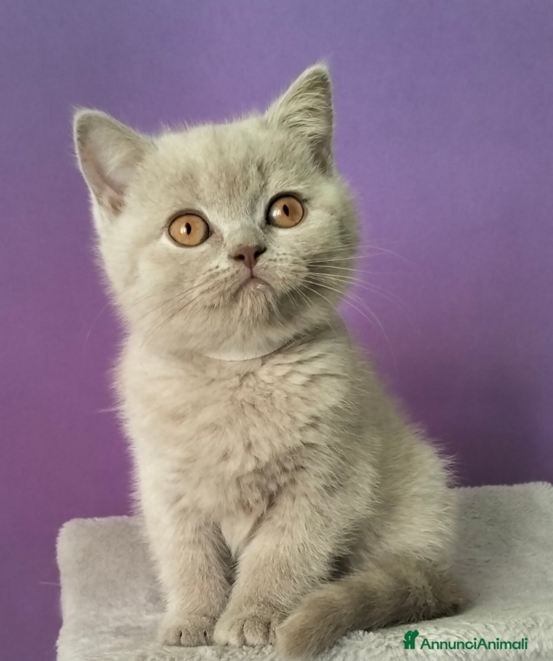 British gatti in vendita: Cuccioli British Shorthair  - Annuncio 8