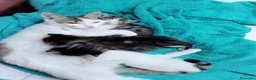Meticcio gatti in regalo: Gattini  - Annuncio 7