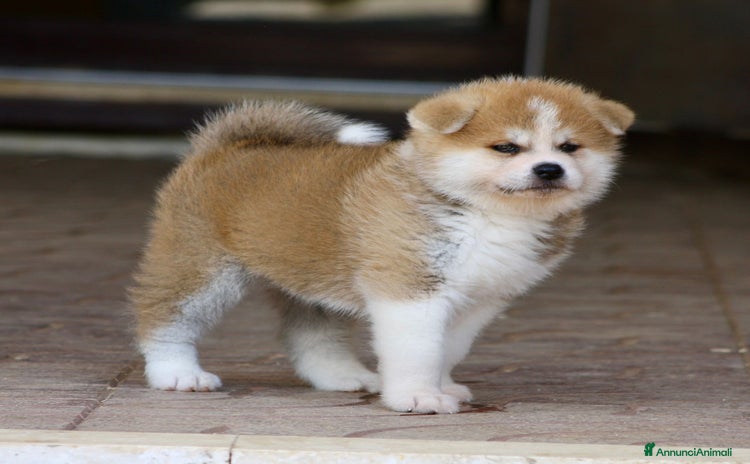 Akita Inu cani Ultima meravigliosa Cucciola Femmina  - Annuncio 2