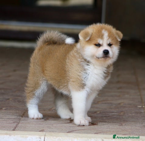 Akita Inu cani Ultima meravigliosa Cucciola Femmina - Annuncio 2