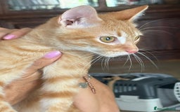 Europeo gatti in regalo: MIELE, di nome e di fatto 3/4 mesi - Immagine 2