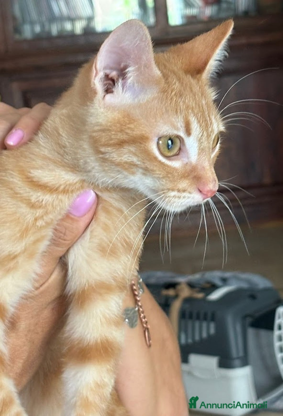 Europeo gatti in regalo: MIELE, di nome e di fatto 3/4 mesi - Annuncio 2