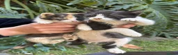 Meticcio gatti in regalo: Cercasi casa per cuccioli  - Annuncio 26