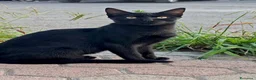Europeo gatti in regalo: Gattina nera 5 mesi buona - Annuncio 2