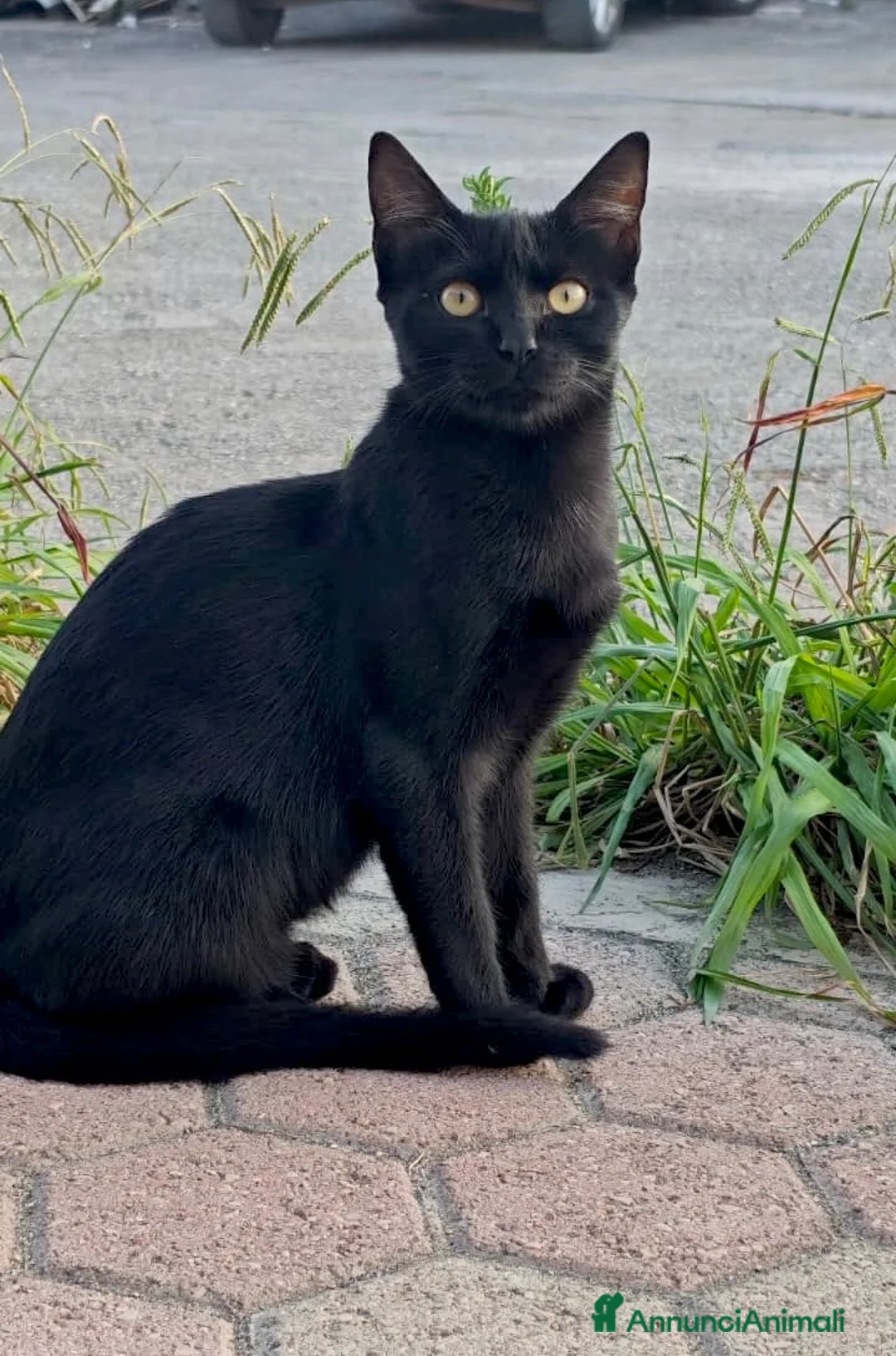 Europeo gatti in regalo: Gattina nera 5 mesi buona - Annuncio 2