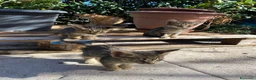 Meticcio gatti in regalo: 5 gattini cercano casa ❤️ - Annuncio 4