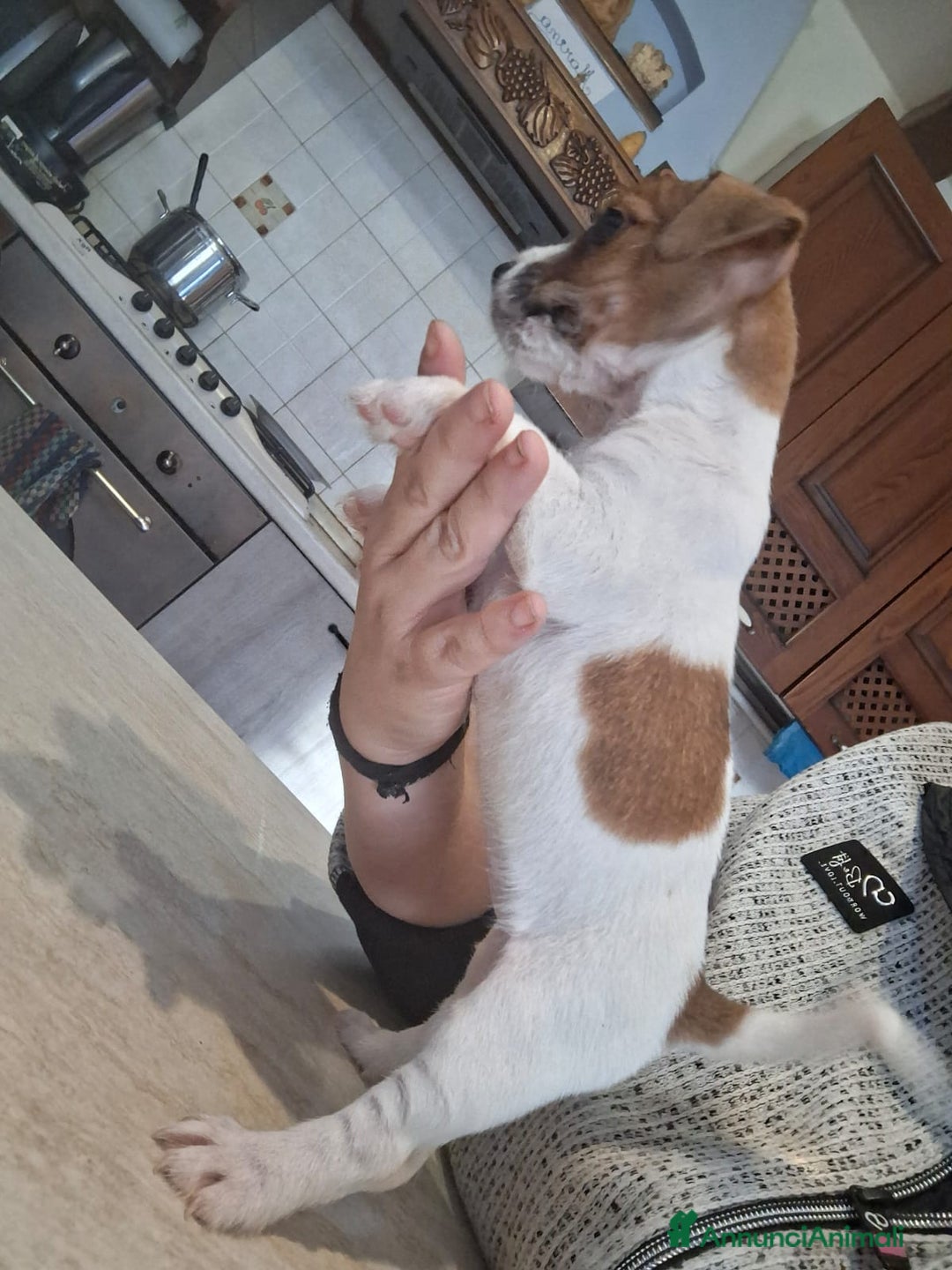 Jack Russell cani in vendita: Cuccioli di Jack Russell con pedigree  - Annuncio 5