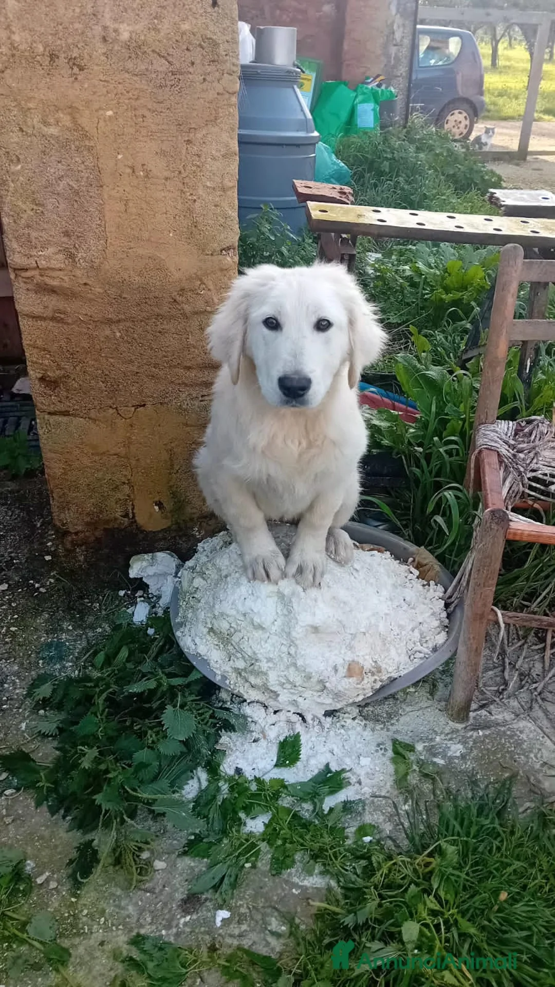 Altre razze cani in regalo: onda  - Annuncio 2