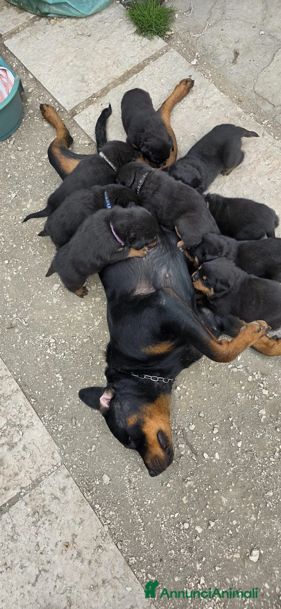 Rottweiler cani in vendita: Rottweiler  - Annuncio 1