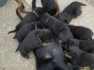 Rottweiler cani Rottweiler - Annuncio 4