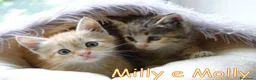 Europeo gatti in regalo: Milly e Molly  cercano  urgentemente  casa. - Annuncio 1
