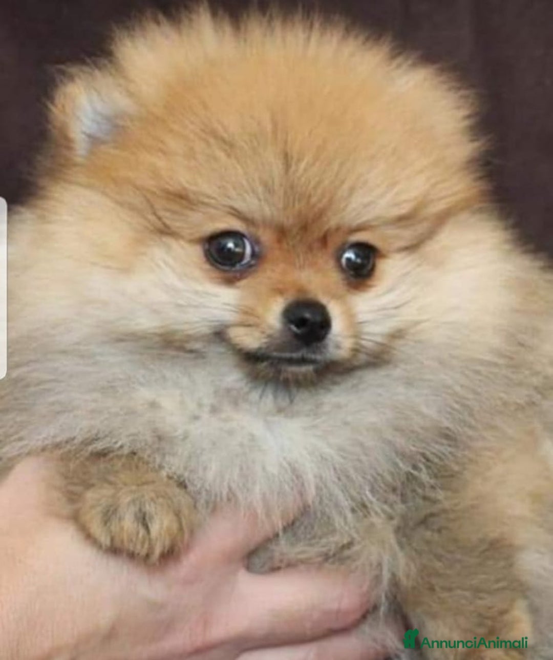 Immagine della galleria {{count}}